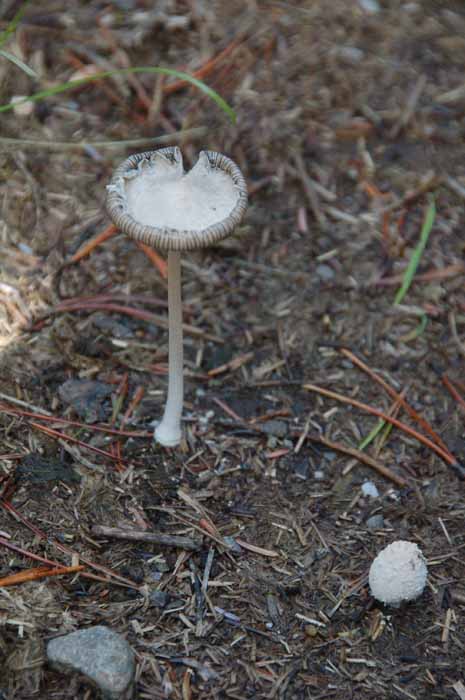 mushrooms on Patricia Lake Loop
